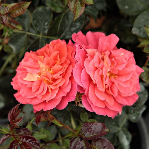 Rosa Prince Igor™ - giallo - rosso - rose floribunde